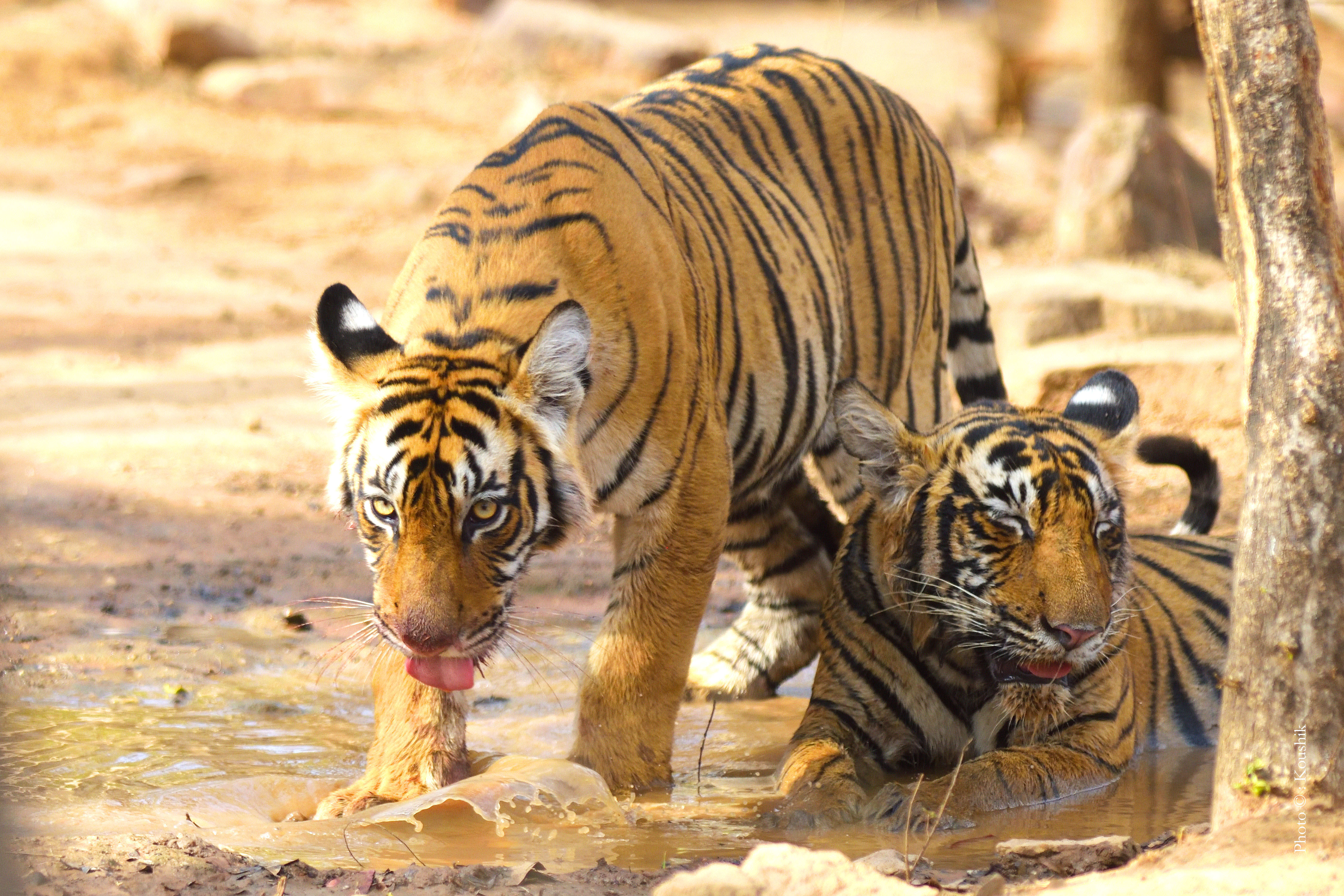 ranthambore tiger safari booking